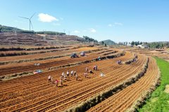 马铃薯种植如火如荼